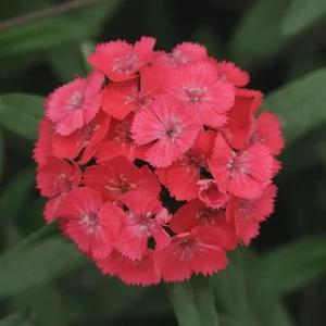 Dianthus Flower Plants - Well-Rooted Plugs - Cut Flower Garden - Outdoor - Image 9
