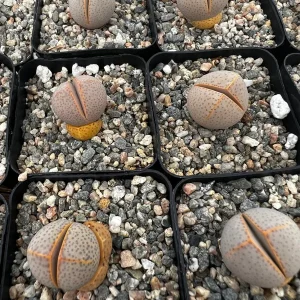 Dinteranthus Wilmotianus Live Plant - Living Stone Succulent in 2'' Pot - Image 3