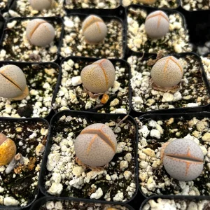 Dinteranthus Wilmotianus Live Plant - Living Stone Succulent in 2'' Pot - Image 4