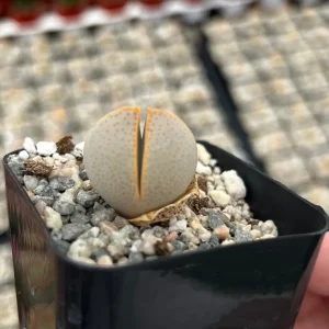 Dinteranthus Wilmotianus Live Plant - Living Stone Succulent in 2'' Pot - Image 1