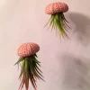 Double Air Plant Sea Urchin Planter Kit - 2 Live Tillandsia Air Plants - Image 1