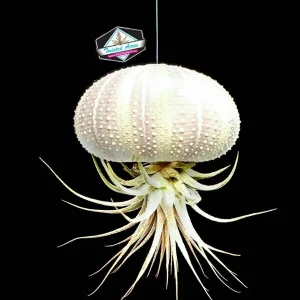 Double Air Plant Sea Urchin Planter Kit - 2 Live Tillandsia Air Plants - Image 3