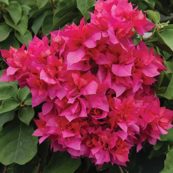 Double Red Bougainvillea Live Plant - Pack of 2 Starter Plants, 4-6 Inches Tall, Vibrant Red Blooms - Image 2