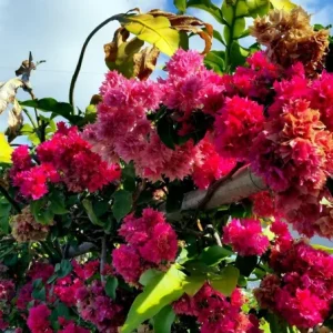 Double Red Bougainvillea Live Plant - Pack of 2 Starter Plants, 4-6 Inches Tall, Vibrant Red Blooms - Image 3