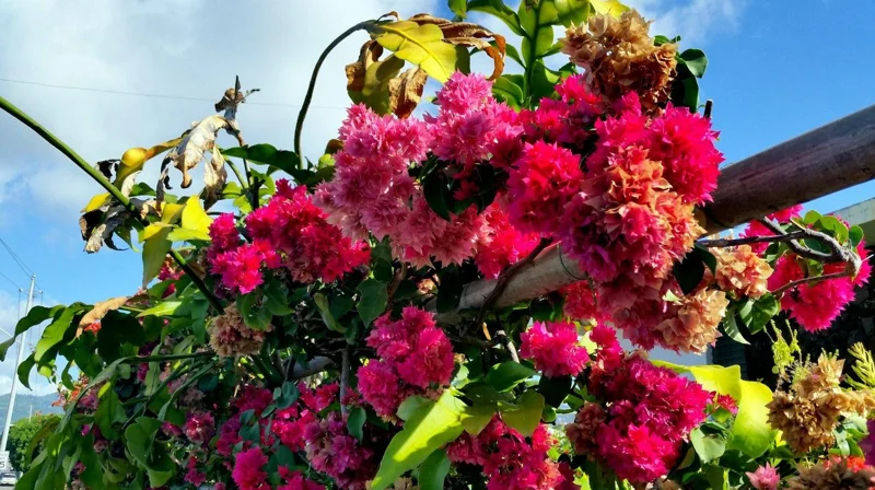 Double Red Bougainvillea Live Plant - Pack of 2 Starter Plants, 4-6 Inches Tall, Vibrant Red Blooms - Image 3