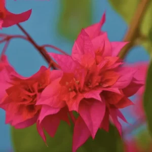 Double Red Bougainvillea Live Plant - Pack of 2 Starter Plants, 4-6 Inches Tall, Vibrant Red Blooms - Image 4