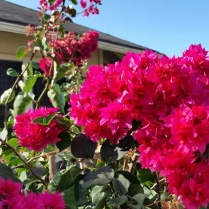 Double Red Bougainvillea Live Plant - Pack of 2 Starter Plants, 4-6 Inches Tall, Vibrant Red Blooms - Image 5