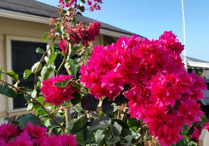 Double Red Bougainvillea Live Plant - Pack of 2 Starter Plants, 4-6 Inches Tall, Vibrant Red Blooms - Image 5