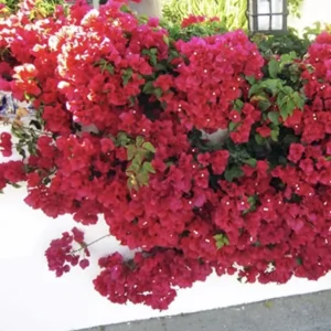 Double Red Bougainvillea Live Plant - Pack of 2 Starter Plants, 4-6 Inches Tall, Vibrant Red Blooms - Image 6