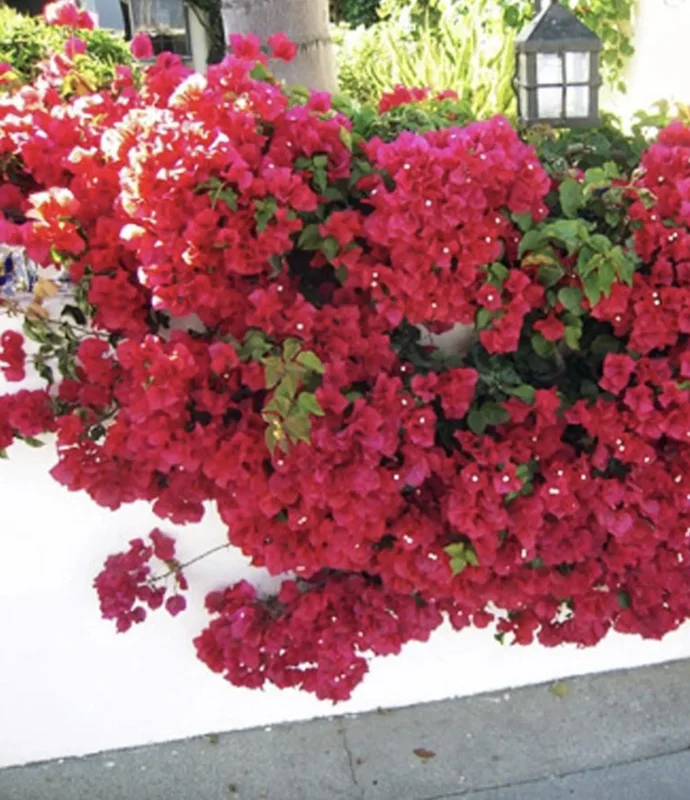 Double Red Bougainvillea Live Plant - Pack of 2 Starter Plants, 4-6 Inches Tall, Vibrant Red Blooms - Image 6