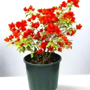 Double Red Bougainvillea Live Plant - Pack of 2 Starter Plants, 4-6 Inches Tall, Vibrant Red Blooms - Image 7