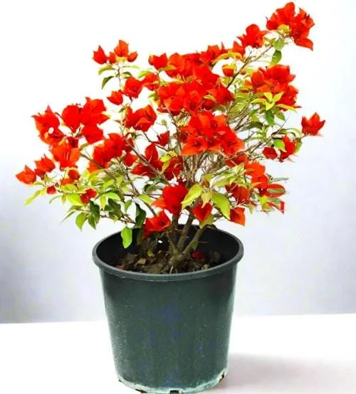 Double Red Bougainvillea Live Plant - Pack of 2 Starter Plants, 4-6 Inches Tall, Vibrant Red Blooms - Image 7