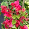 Double Red Bougainvillea Live Plant - Pack of 2 Starter Plants, 4-6 Inches Tall, Vibrant Red Blooms - Image 1