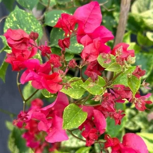 Double Red Bougainvillea Live Plant - Pack of 2 Starter Plants, 4-6 Inches Tall, Vibrant Red Blooms - Image 1