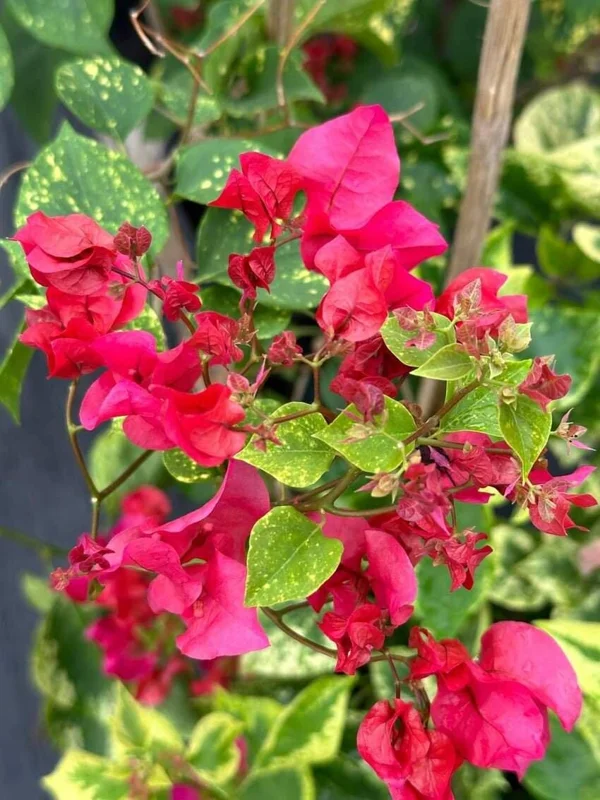 Double Red Bougainvillea Live Plant - Pack of 2 Starter Plants, 4-6 Inches Tall, Vibrant Red Blooms - Image 1