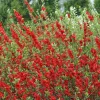 Double Take Scarlet Storm Flowering Quince Live Plant - 6-9 Inch Starter Shrub - Image 1
