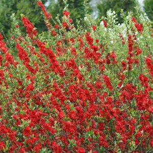 Double Take Scarlet Storm Flowering Quince Live Plant - 6-9 Inch Starter Shrub - Image 1