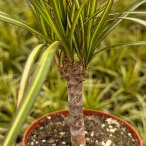 Dracaena Marginata Sunshine Live Plant - Variegated Mini Tree in 4 Inch Pot - Image 2