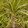 Dracaena Marginata Sunshine Live Plant - Variegated Mini Tree in 4 Inch Pot - Image 1
