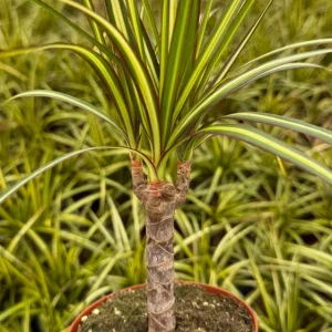 Dracaena Marginata Sunshine Live Plant - Variegated Mini Tree in 4 Inch Pot - Image 1