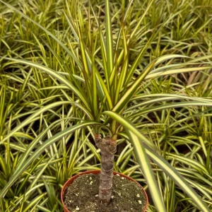 Dracaena Marginata Sunshine Live Plant - Variegated Mini Tree in 4 Inch Pot - Image 3