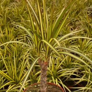 Dracaena Marginata Sunshine Live Plant - Variegated Mini Tree in 4 Inch Pot - Image 4