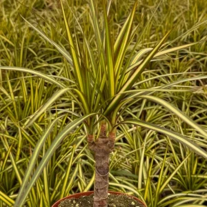 Dracaena Marginata Sunshine Live Plant - Variegated Mini Tree in 4 Inch Pot - Image 5