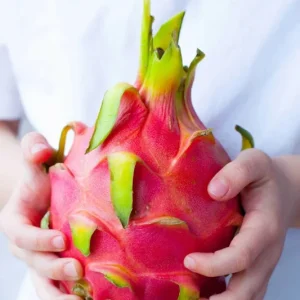 Dragon Fruit Plant Cuttings & Seeds - Grow Your Own Pitahaya, Tropical Fruit Plant - Image 1