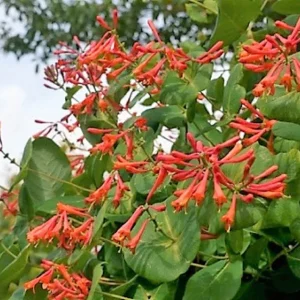Dropmore Scarlet Honeysuckle Live Plant - Fragrant Vine - 7-14 Inch Starter Plant - Image 1