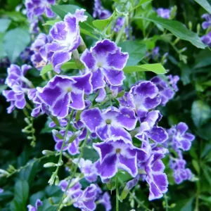 Duranta Blue Live Plant - 2 Pack, 5-9" Tall - Golden Dewdrop Sky Flower - Outdoor - Image 2