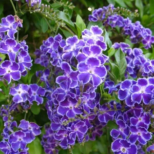 Duranta Blue Live Plant - 2 Pack, 5-9