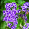 Duranta Blue Live Plant - 2 Pack, 5-9" Tall - Golden Dewdrop Sky Flower - Outdoor - Image 1