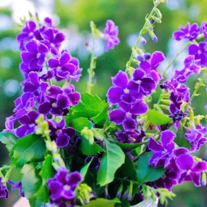 Duranta Blue Live Plant - 2 Pack, 5-9