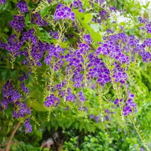 Duranta Blue Live Plant - Golden Dewdrop Sky Flower - 5-9