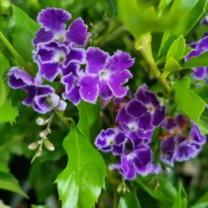 Duranta Blue Live Plant - Golden Dewdrop Sky Flower - 5-9