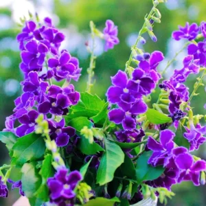 Duranta Blue Live Plant - Golden Dewdrop Sky Flower - 5-9