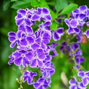 Duranta Blue Live Plant - Golden Dewdrop Sky Flower - 5-9