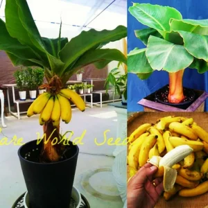 Dwarf Banana Bonsai Seeds - Rare Miniature Banana Tree Seeds, Indoor/Outdoor - Image 2