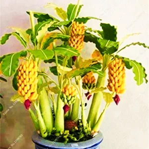 Dwarf Banana Bonsai Seeds - Rare Miniature Banana Tree Seeds, Indoor/Outdoor - Image 3