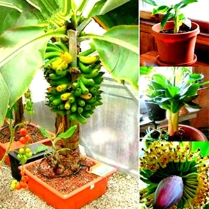 Dwarf Banana Bonsai Seeds - Rare Miniature Banana Tree Seeds, Indoor/Outdoor - Image 5
