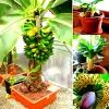 Dwarf Banana Bonsai Seeds - Rare Miniature Banana Tree Seeds, Indoor/Outdoor - Image 1