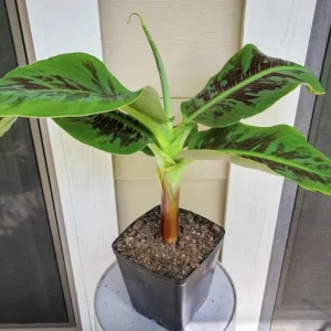 Dwarf Banana Plant Musa Truly Tiny Live Plant, 5-9 Inches Tall, Edible Bananas, Indoor/Outdoor - Image 2