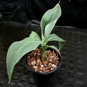 Dwarf Banana Plant Musa Truly Tiny Live Plant, 5-9 Inches Tall, Edible Bananas, Indoor/Outdoor - Image 4