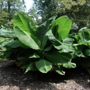 Dwarf Banana Plant Musa Truly Tiny Live Plant, 5-9 Inches Tall, Edible Bananas, Indoor/Outdoor - Image 6