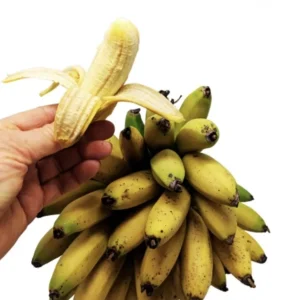 Dwarf Banana Plant Musa Truly Tiny Live Plant, 5-9 Inches Tall, Edible Bananas, Indoor/Outdoor - Image 1