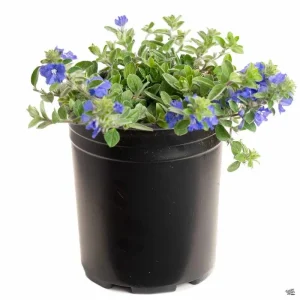 Dwarf Blue Daze Evolvulus Live Plants - 2 Pack, 5-9 inches Tall, Full Sun - Image 2