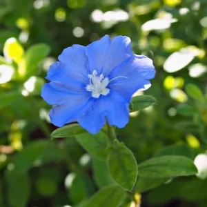 Dwarf Blue Daze Evolvulus Live Plants - 2 Pack, 5-9 inches Tall, Full Sun - Image 3