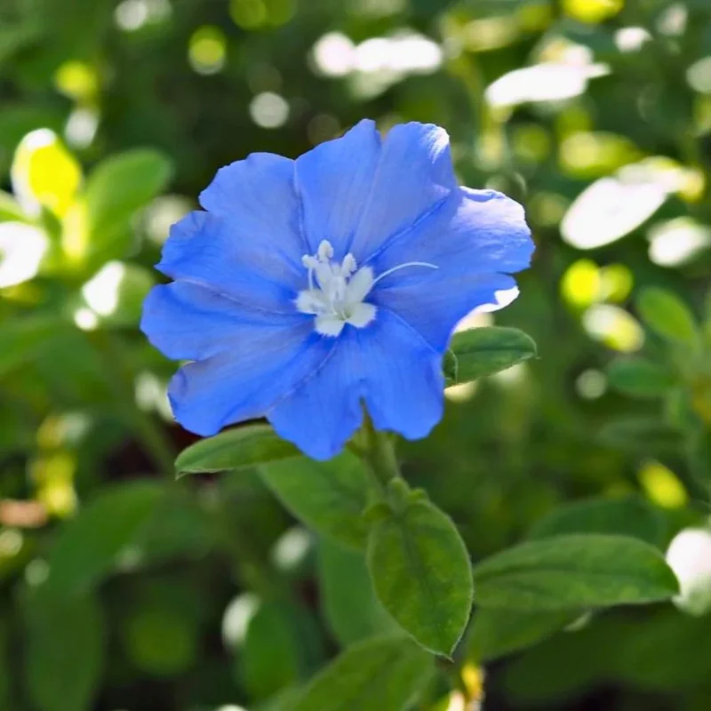 Dwarf Blue Daze Evolvulus Live Plants - 2 Pack, 5-9 inches Tall, Full Sun - Image 3