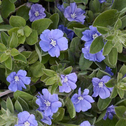 Dwarf Blue Daze Evolvulus Live Plants - 2 Pack, 5-9 inches Tall, Full Sun - Image 4