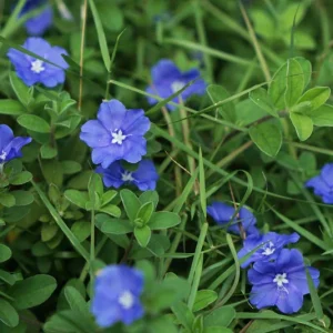 Dwarf Blue Daze Evolvulus Live Plants - 2 Pack, 5-9 inches Tall, Full Sun - Image 5